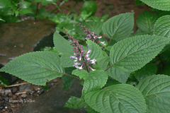 Orthosiphon rubicundus var. rubicundus